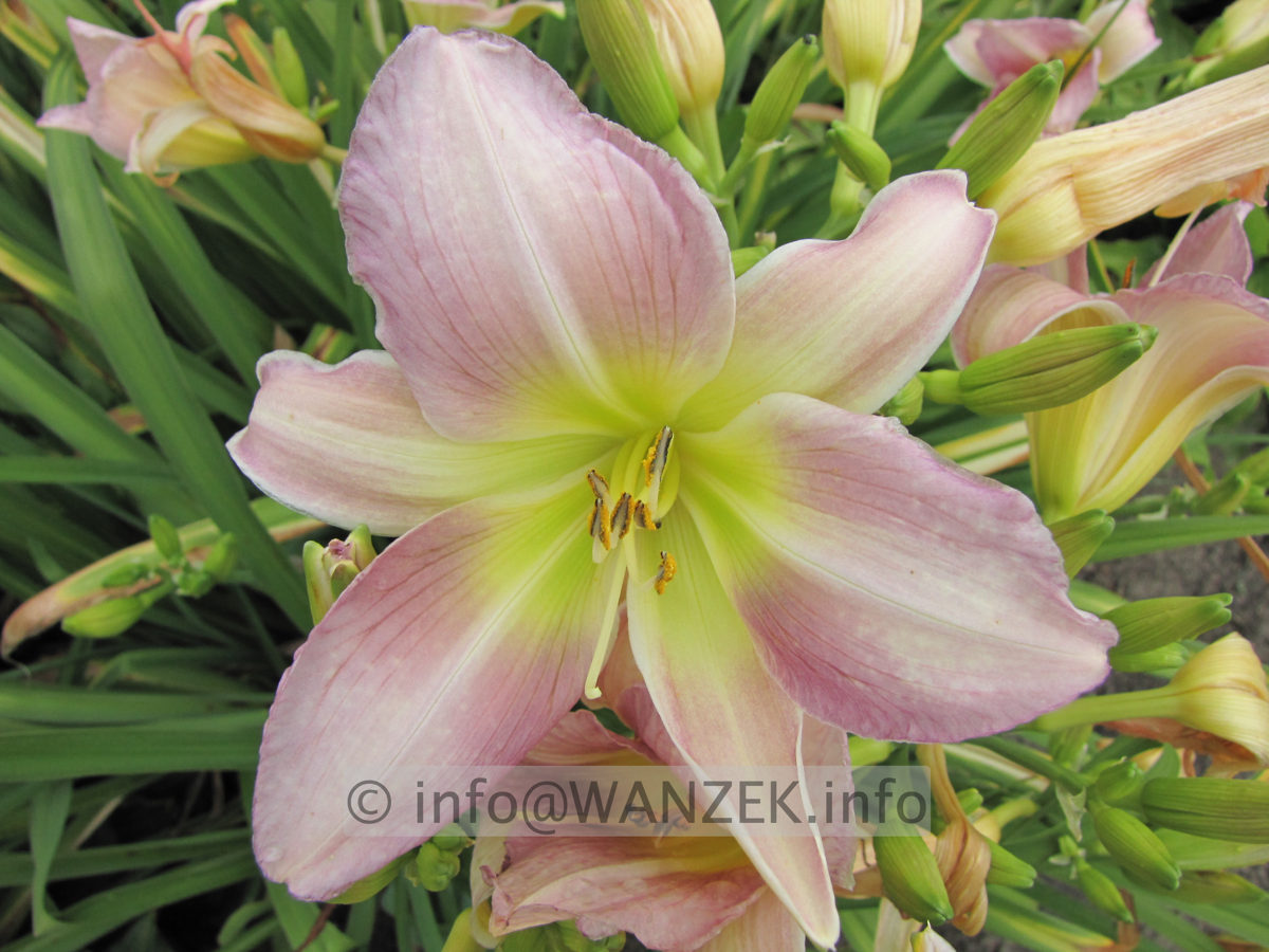 Hemerocallis Catherine Woodbury !! vermehren! - N2.JPG